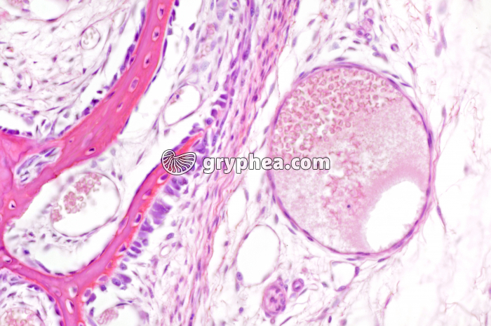 Veinule sous maxillaire x100 - gryphea.org